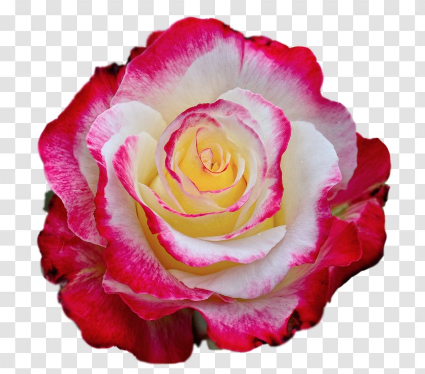 Rose Color Clip Art - Petal - Colorful Clipart Image Transparent PNG