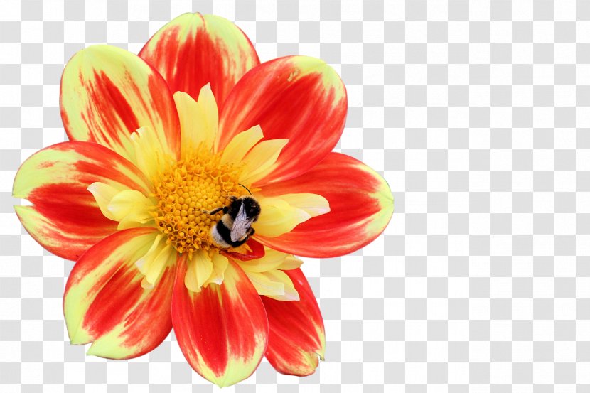 Dahlia Insect Bee Flower Blossom - Plant Transparent PNG