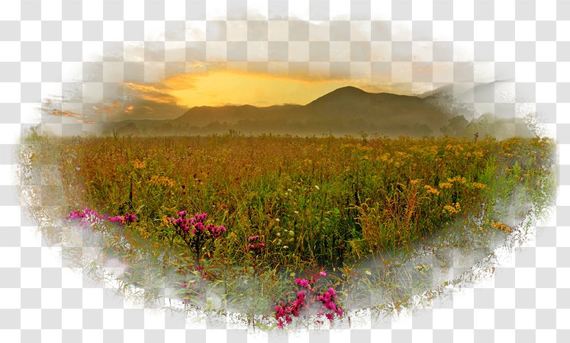 Desktop Wallpaper Kolej Tuanku Ja'afar Morning Meadow Computer - Landscape Transparent PNG