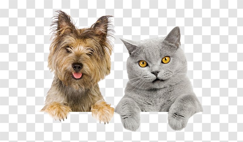 Pet Sitting Dog–cat Relationship - Dog Like Mammal - Cat Transparent PNG