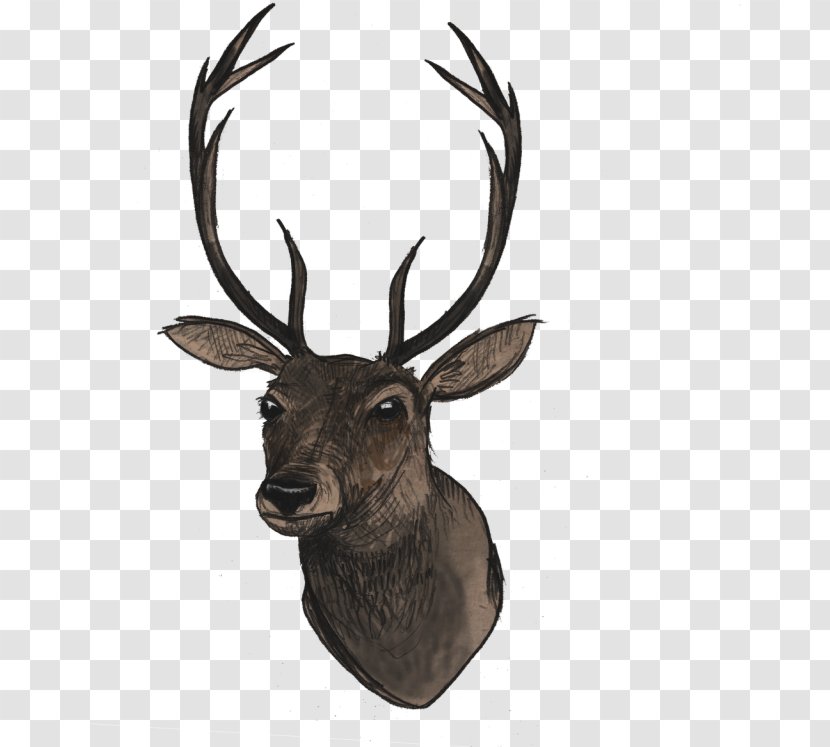Reindeer - Drawing Moose Transparent PNG
