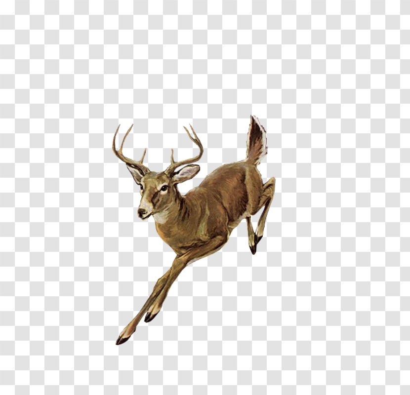 Red Deer - Roe Transparent PNG