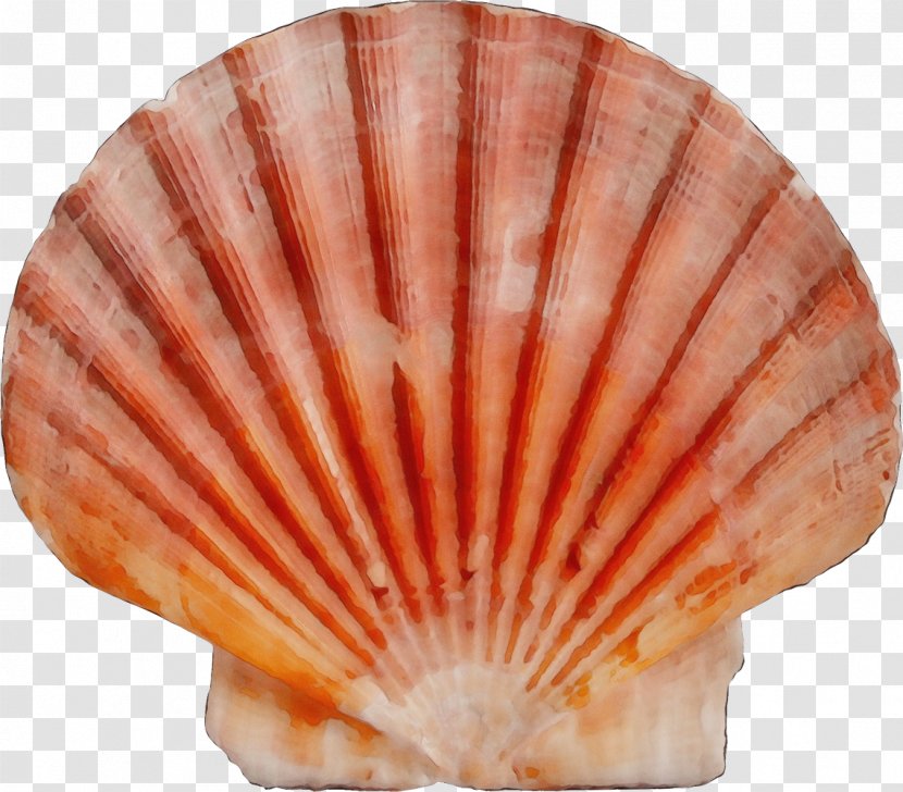 Shell Scallop Bivalve Cockle Shellfish - Natural Material - Seafood Transparent PNG