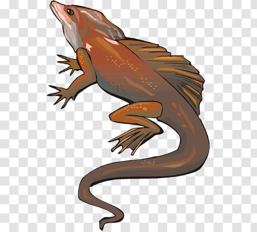 Reptile Lizard Amphibian - Fauna Transparent PNG