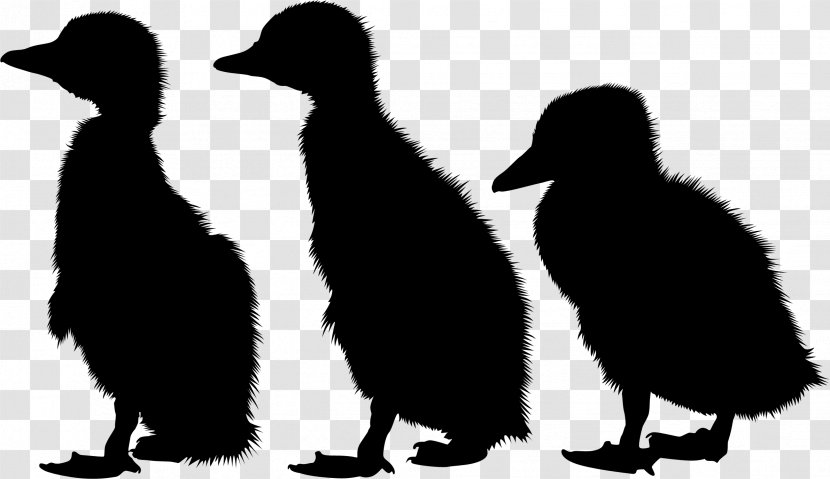 Penguin Fauna Silhouette Beak - Flightless Bird Transparent PNG