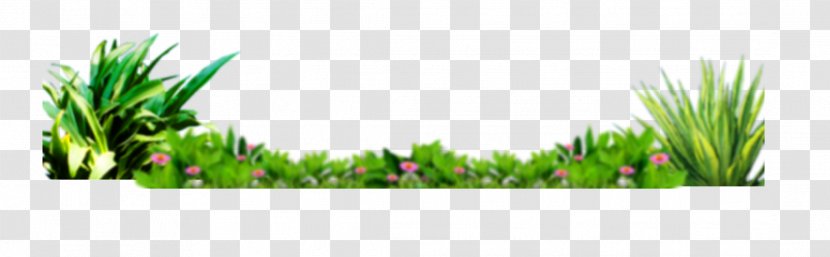 Grasses Wallpaper - Flowerpot - Beautifully Fresh Grass Beautiful Flowers Bottom Decoration Transparent PNG