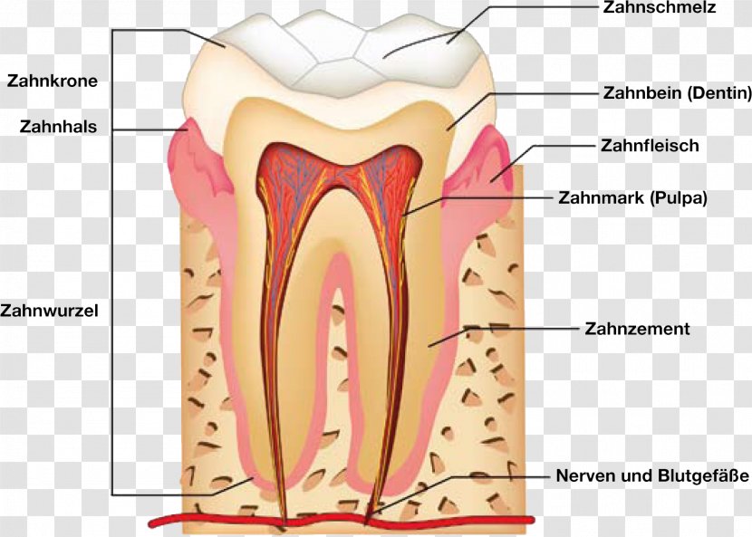 Human Tooth Dental Anatomy - Watercolor Transparent PNG