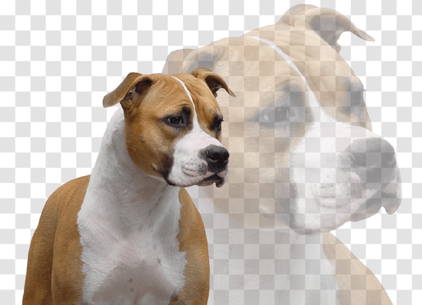 Dog Breed American Staffordshire Terrier Pit Bull - Temperament - Amstaff Transparent PNG