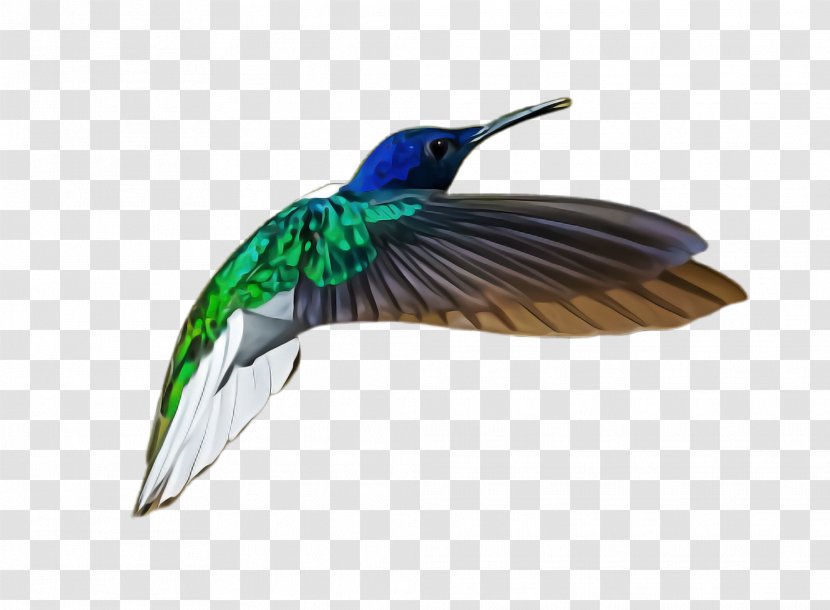 Hummingbird - Beak - Duck Feather Transparent PNG