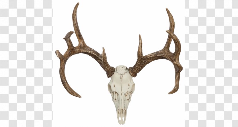White-tailed Deer Antler Elk Horn - Head - Antlers Transparent PNG