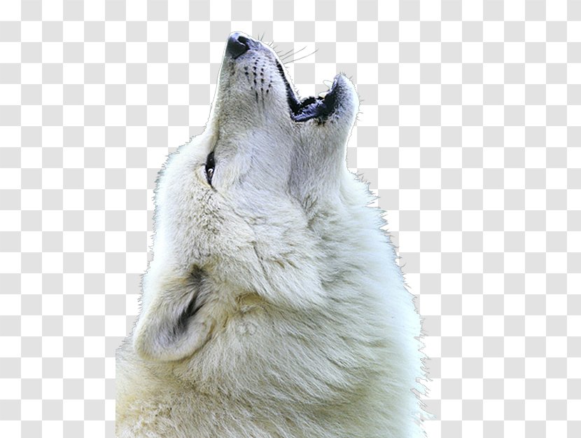 White Shepherd Berger Blanc Suisse Arctic Wolf Mexican Howl - Dog Transparent PNG