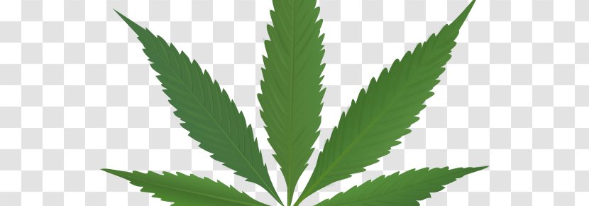 Cannabis Sativa Legalization Hemp - Grass Transparent PNG