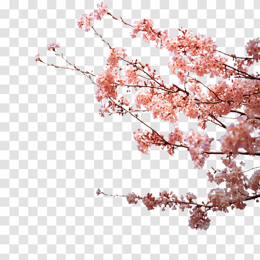 Flower Petal Plum Blossom Transparent PNG