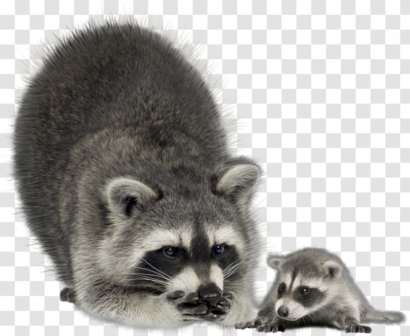The Raccoon Clip Art - Fur Transparent PNG
