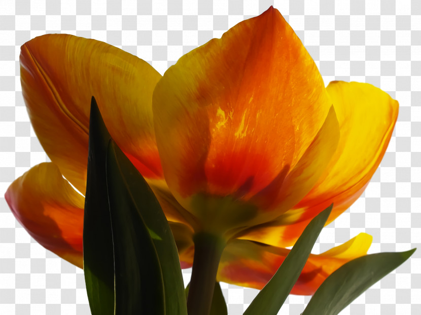 Tulip Plant Stem Petal Bud Transparent PNG