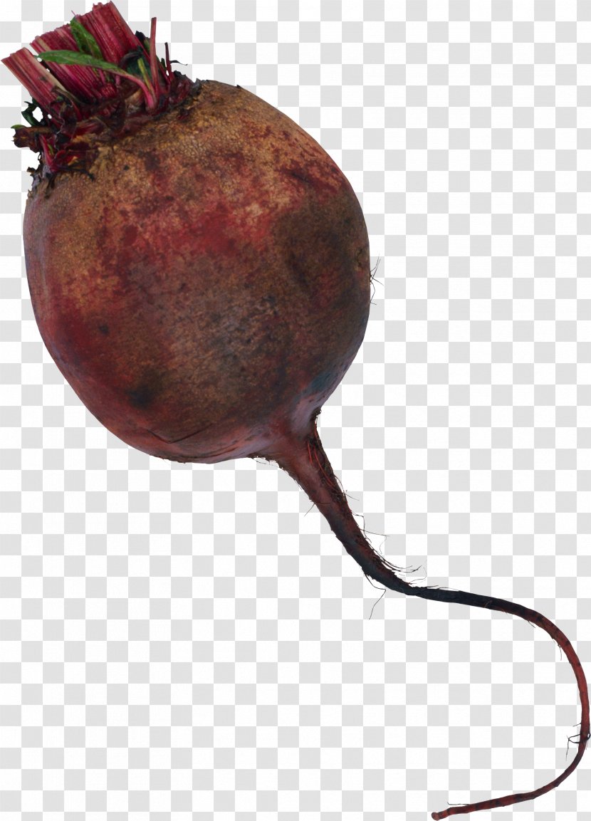 Common Beet Beetroot Clip Art - Produce Transparent PNG