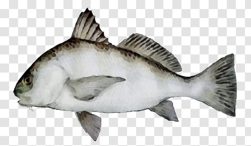 Black Drum Red Drum Fishing Weakfish Bluefish Transparent PNG