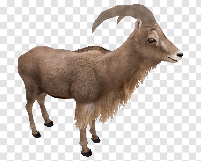 Zoo Tycoon 2 Barbary Sheep Goat Argali - Horn Transparent PNG