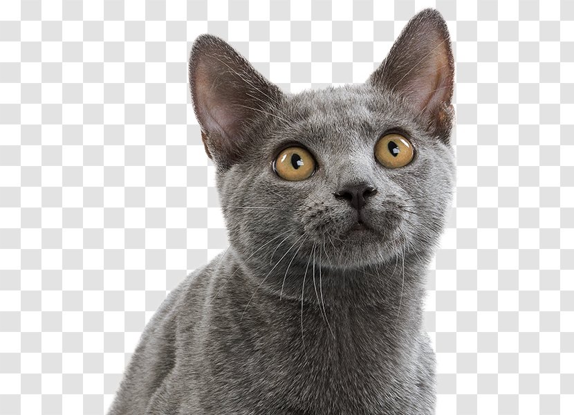Korat Chartreux Russian Blue American Wirehair Malayan Cat - Kitten Transparent PNG