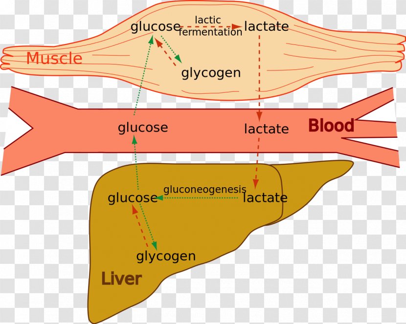 Lactic Acid Fermentation Cori Cycle Muscle Glycogen - Diagram - Blood Transparent PNG