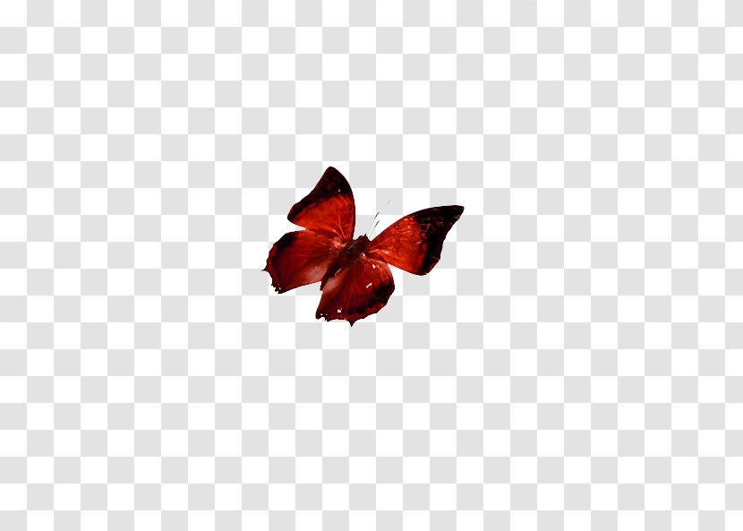 Butterfly Red Computer File - Transparency And Translucency - Crimson Transparent PNG