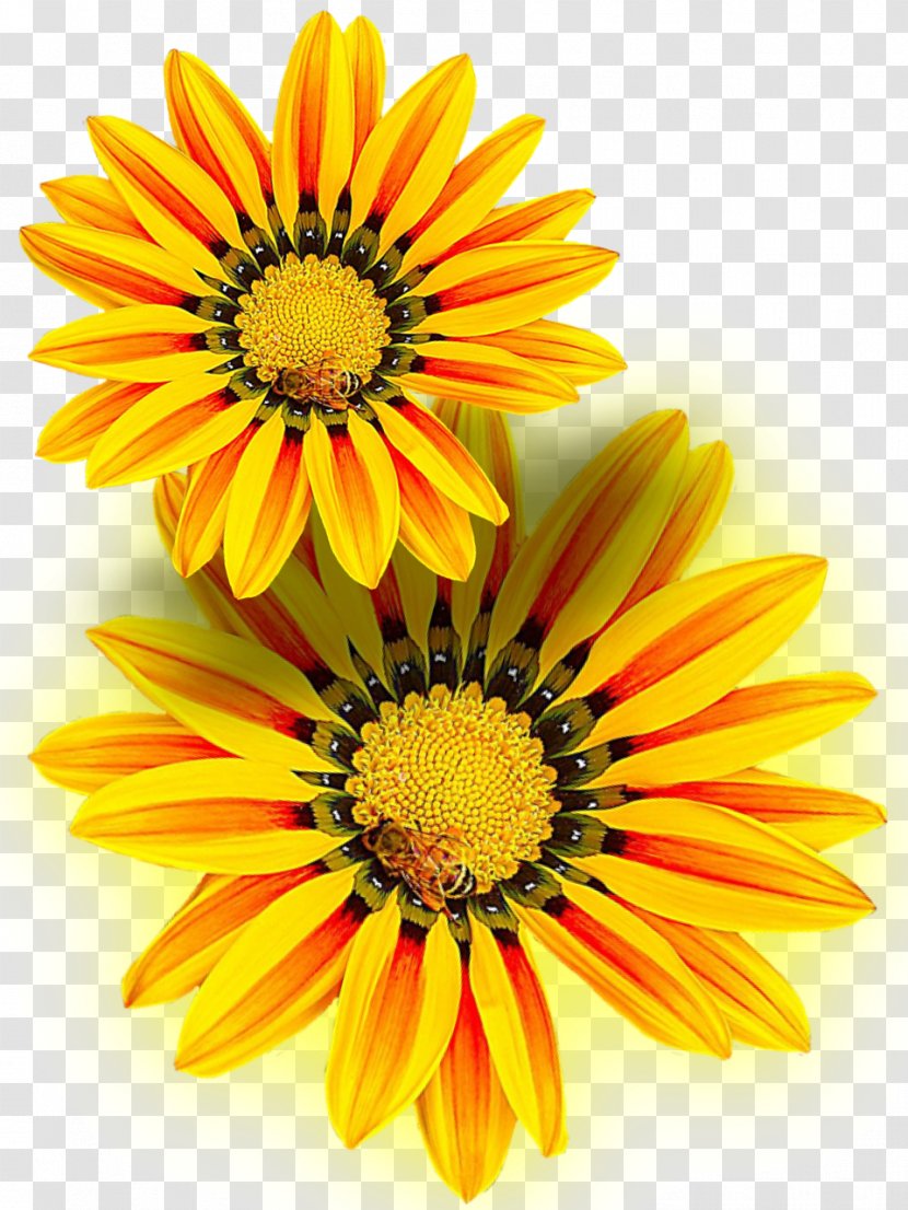 Flower Yellow - Chrysanths - Gazania Transparent PNG
