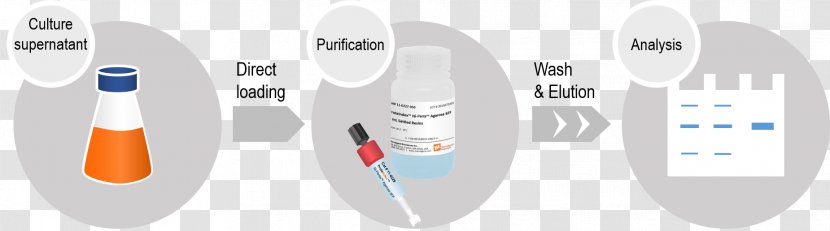 Polyhistidine-tag Nickel Protein Tag Agarose - Polyhistidinetag - Niñas Transparent PNG