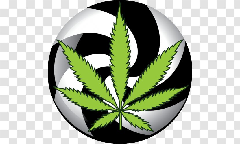 Cannabis Sativa Medical Shop Kush - 420 Day Transparent PNG