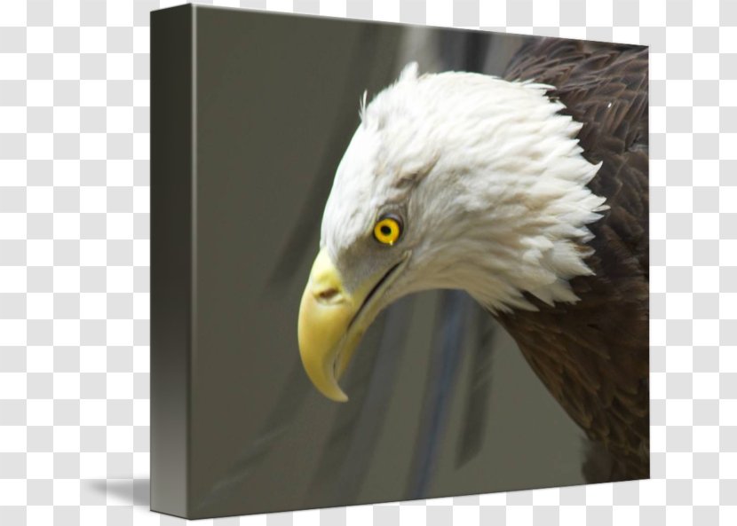 Bald Eagle Beak Feather - Fauna Transparent PNG