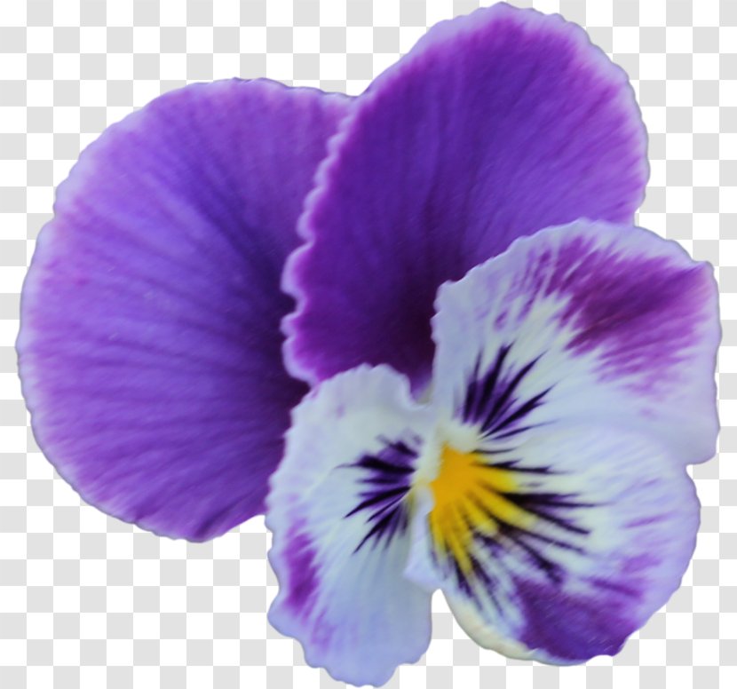 Pansy Violet Flower Clip Art - Family Transparent PNG