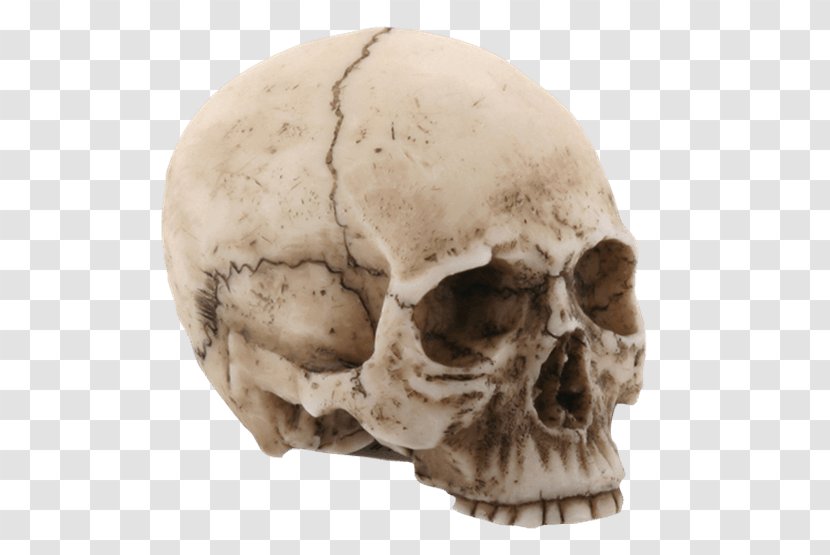 Skull Jaw Human Head Statue Homo Sapiens - Skeleton Transparent PNG