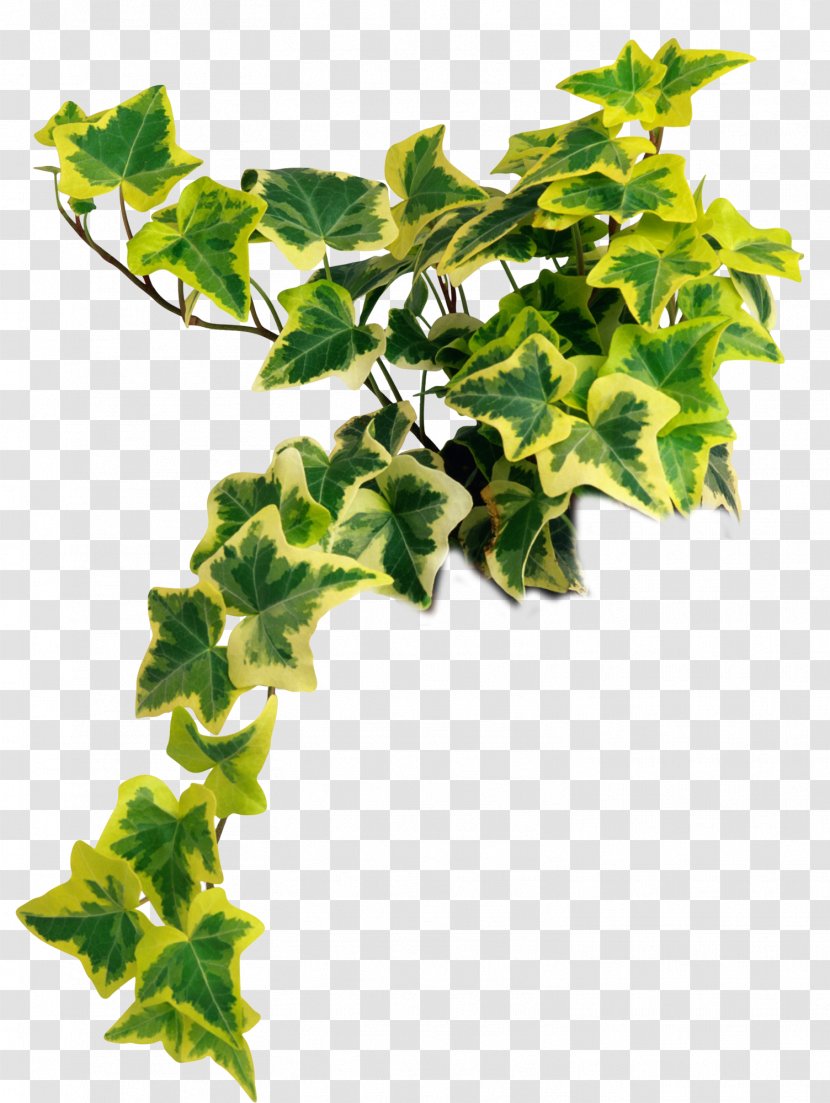 Common Ivy Houseplant Vascular Plant Fig - Branch Transparent PNG