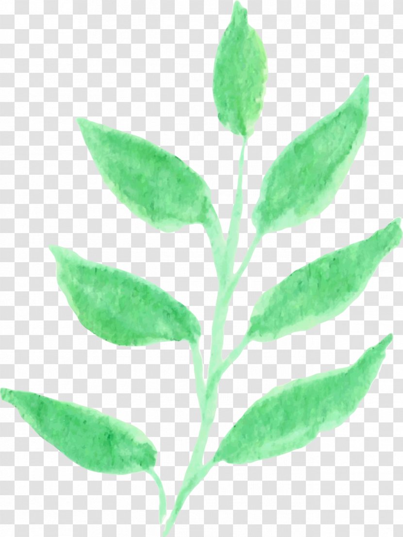 Leaf Plant Stem Herb Organism - Watercolor Transparent PNG