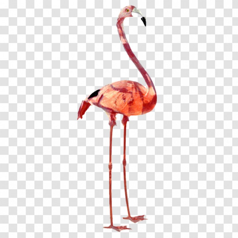 Plastic Flamingo Bird Image Pink - Neck Transparent PNG