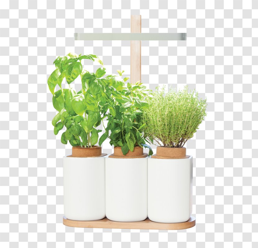 Pianta Aromatica Kitchen Garden Seed Shoot - Plant - Herbes Transparent PNG