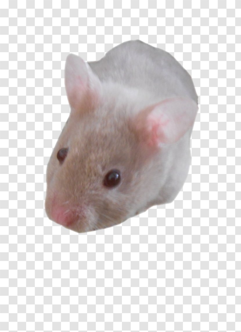 Murids Rodent Hamster Mouse Centerblog - Pest Transparent PNG