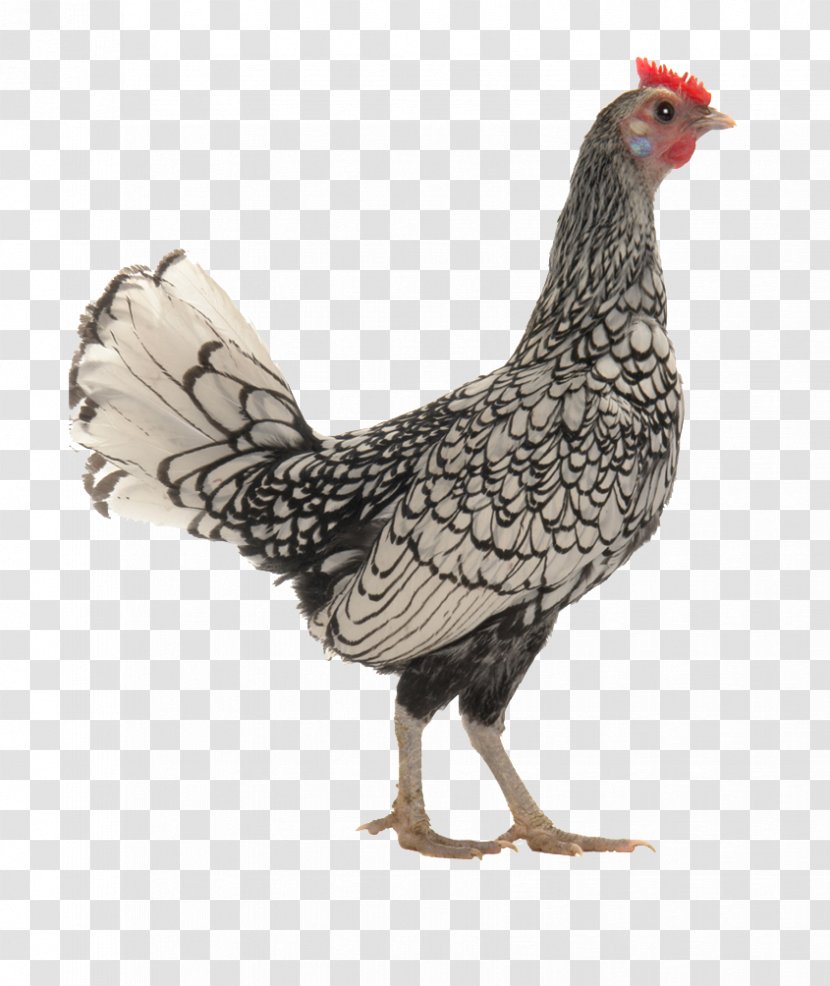 Barnevelder Ancona Chicken Andalusian Bird Rooster - Beak - Cock Transparent PNG