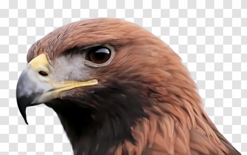 Bird Beak Of Prey Golden Eagle Hawk - Peregrine Falcon Accipitridae Transparent PNG