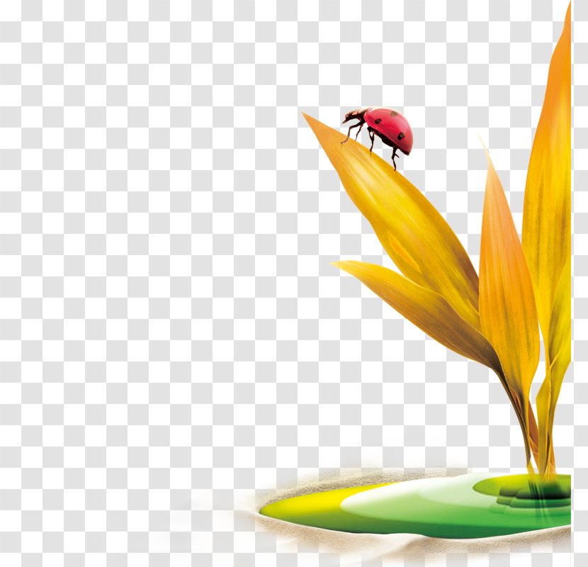 Ladybird Insect Clip Art - Grasses - Ladybug On A Leaf Transparent PNG