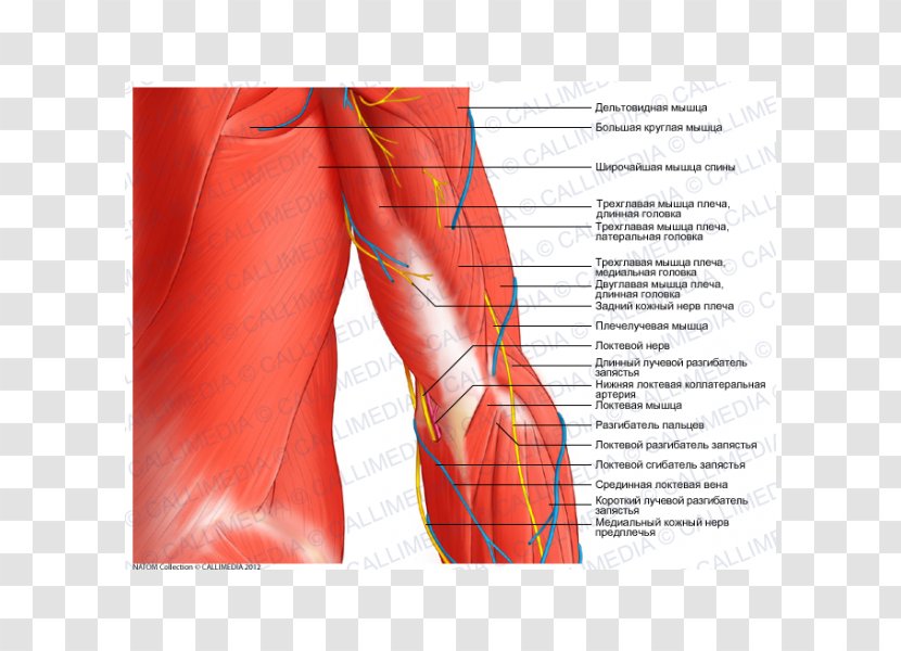 Arm Anatomy Muscle Elbow Shoulder - Cartoon Transparent PNG