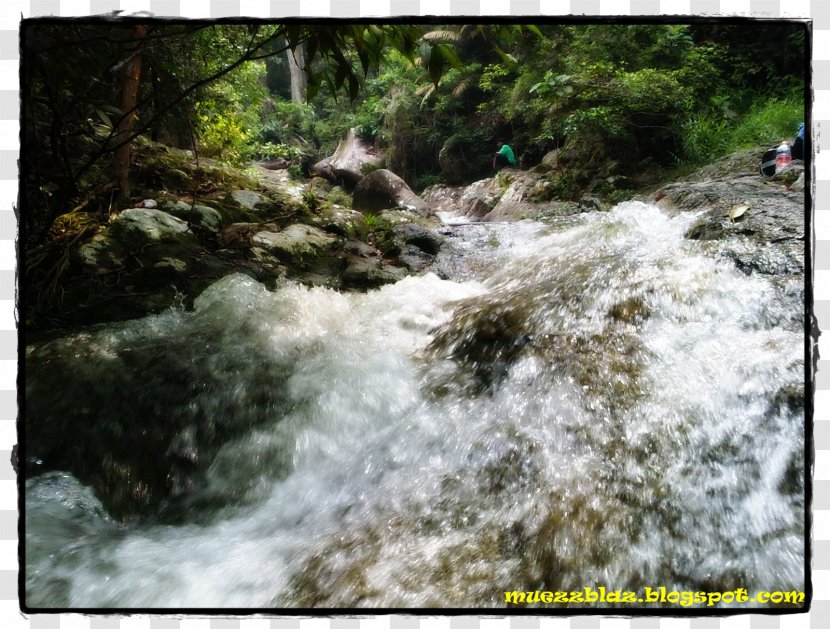 Water Resources Nature Reserve Stream Vegetation Watercourse - State Park - Roti Channai Transparent PNG