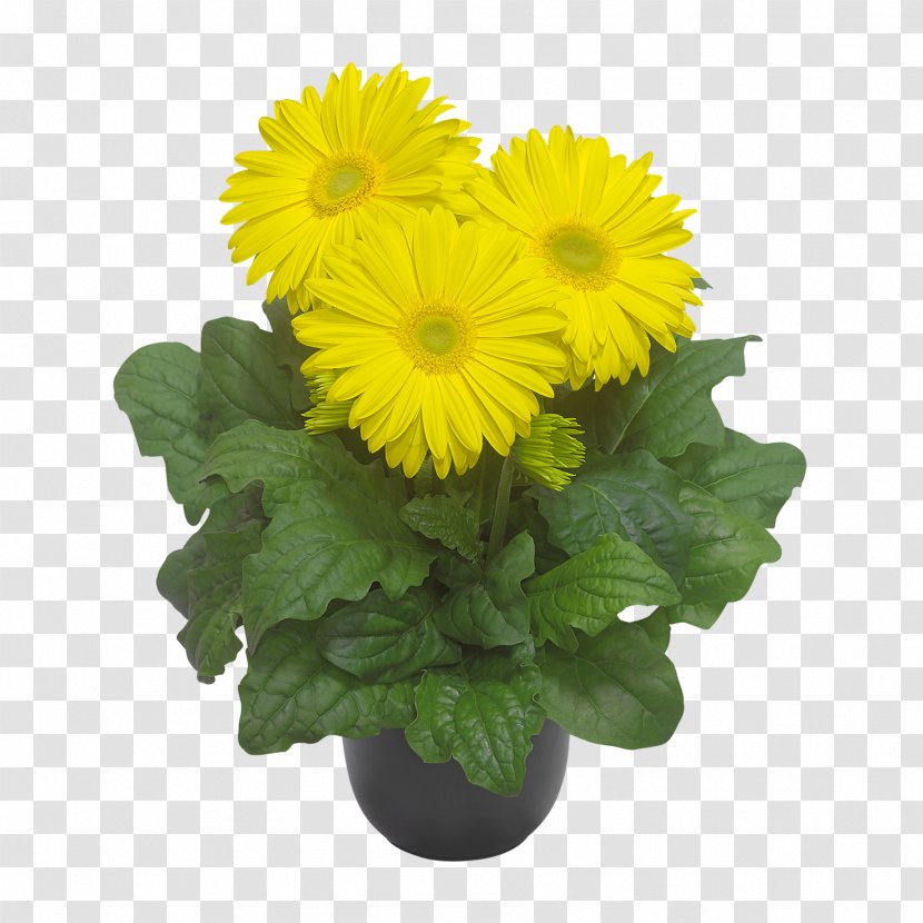 Transvaal Daisy Chrysanthemum Cut Flowers Floristry - Calendula - Yellow Flower Logo Transparent PNG