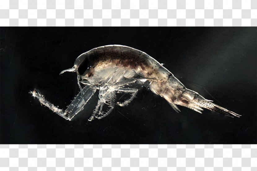 Arctic Jellyfish Zooplankton Polar Night Copepod - Moon Transparent PNG