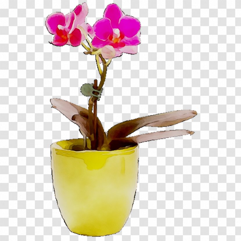 Moth Orchids Cattleya Cut Flowers - Orchid Transparent PNG