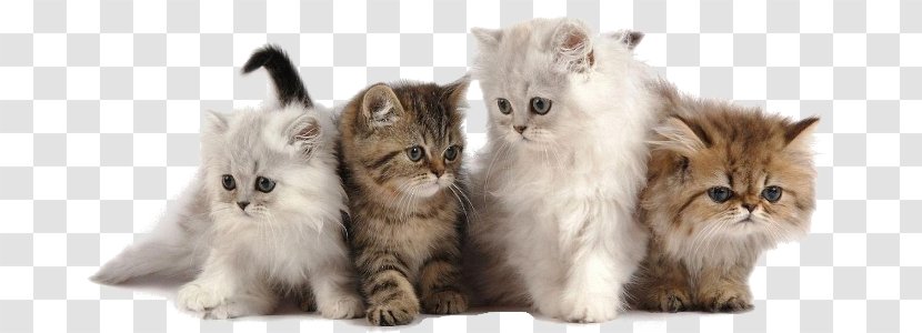 Cattery Dog Kitten Pet - Cat Transparent PNG