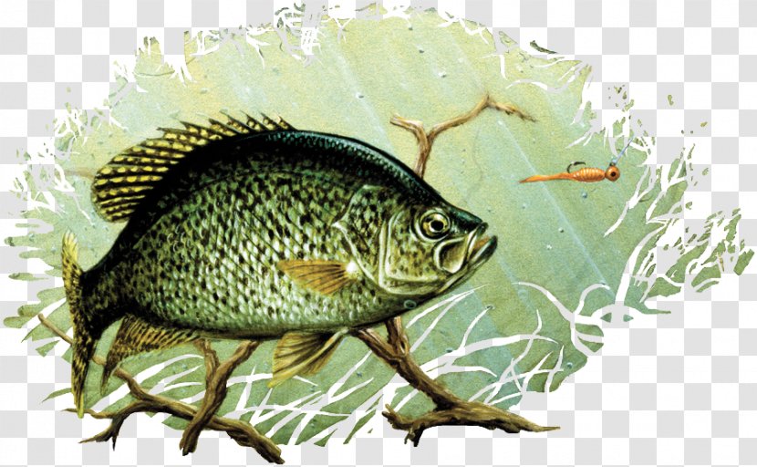 Black Crappie Drawing Painting Largemouth Bass Art - Sand Dust Transparent PNG