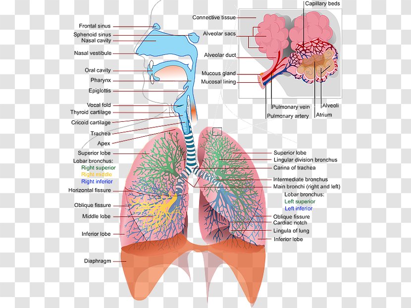 The Respiratory System Respiration Anatomy Human Skeleton - Heart Transparent PNG