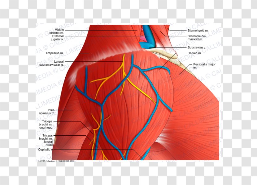 Shoulder Deltoid Muscle Supraclavicular Nerves Anatomy - Flower - Arm Transparent PNG