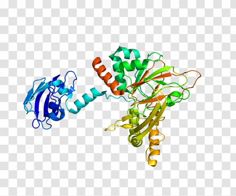 Gamma-butyrobetaine Dioxygenase Enzyme Hydroxylation Procollagen-proline Trimethyllysine - Body Jewelry - Art Transparent PNG
