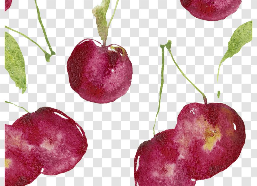 Cherry Watercolor Painting Illustration - Blossom Transparent PNG